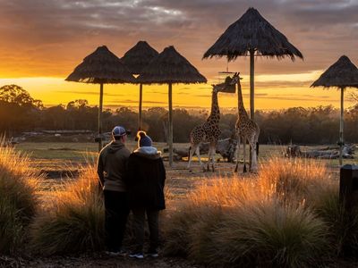 TWPZ - Sunset safari