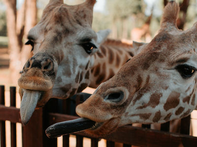 TWPZ - Giraffe
