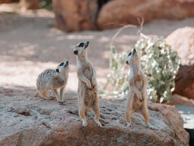 TWPZ - Meerkats