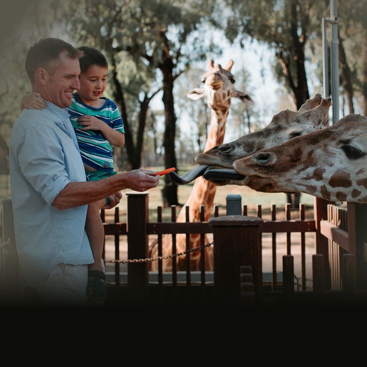 VISIT About Our Region Giraffes